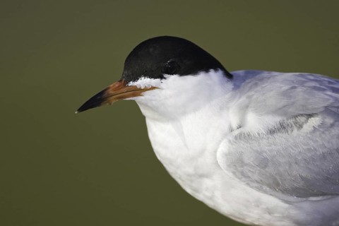 Common Tern (Sterna hirundo), California, USA
