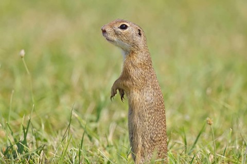 European ground squirrel (Spermophilus citellus) standing upright in a meadow, animal portrait,