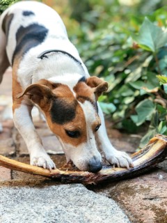 A small dog eagerly chews on a large bone in a garden setting. The surrounding greenery and brick