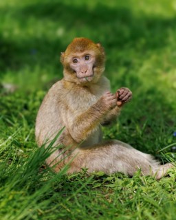 Young Barbary macaque (Macaca sylvanus), Germany