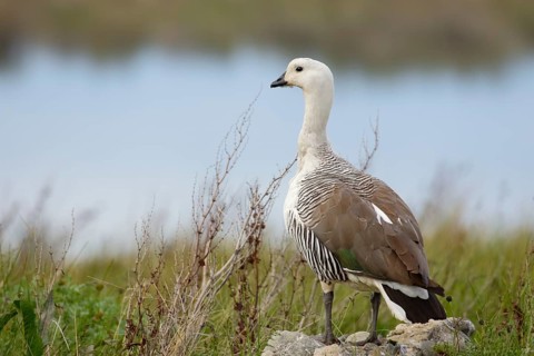 Magellangans (Chloephaga picta) Männchen auf dem Beobachtungsposten