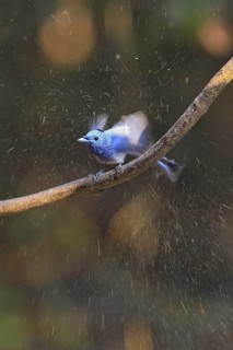Black-naped Monarch (Hypothymis azurea) male, Kaeng Krachan, Thailand