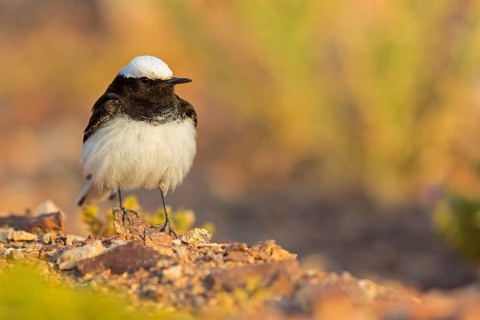 Capped Wheatear, (Oenanthe monacha), Israel, Middle East