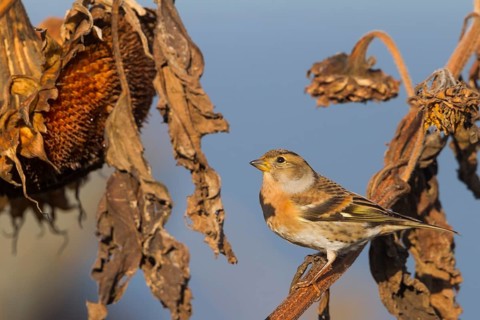 Brambling - Bergfink - Fringilla montifringilla, Germany, adult female