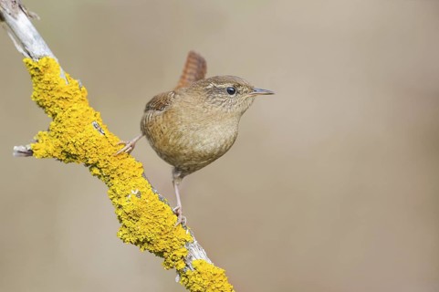Eurasian Wren (Troglodytes troglodytes) perched on a lichen covered branch, Aosta Valley, Italy