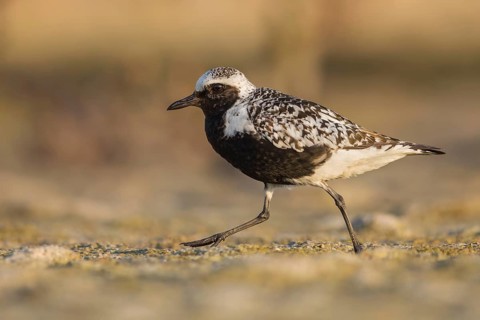 Grey Plover (Pluvialis squatarola), Poland