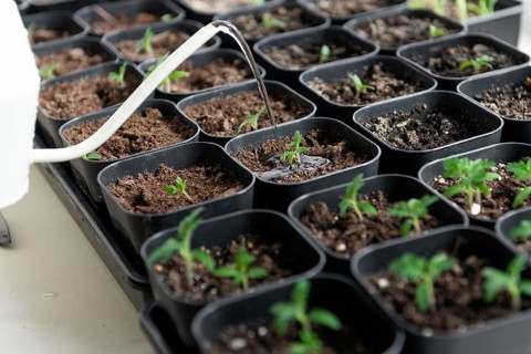 A close up of young tomato seedlings being carefully watered in small black pots, fostering growth.