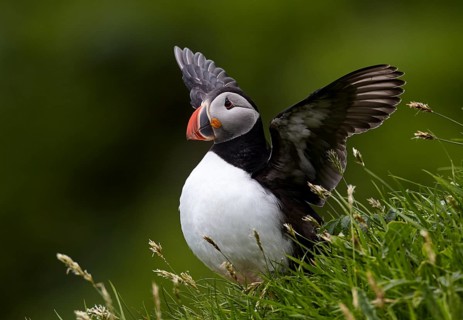 Atlantic Puffin (Fratercula arctica) flapping, perched on cliff, Kalsoy, Faroe Islands