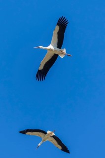 Two storks flying elegantly in the clear blue sky, white stork (Ciconia ciconia), wildlife, Germany
