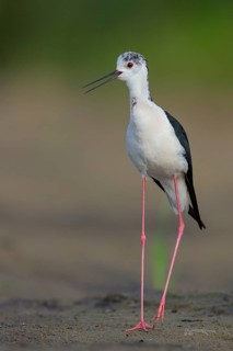 Black-winged Stilt (Himantopus himantopus) male, Subotica, Serbia