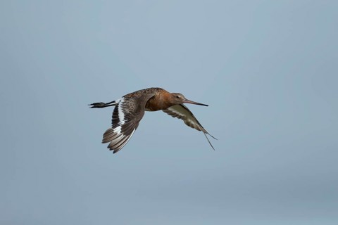 Black tailed godwit (Limosa limosa) adult male wading bird in summer plumage flying, Norfolk,