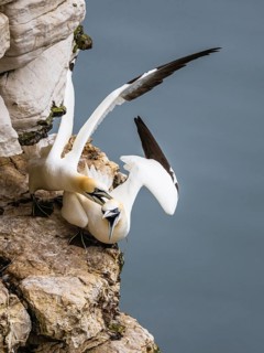 Pair of Northern Gannet, Morus bassanus, birds on cliff, Bempton Cliffs, North Yorkshire, England,