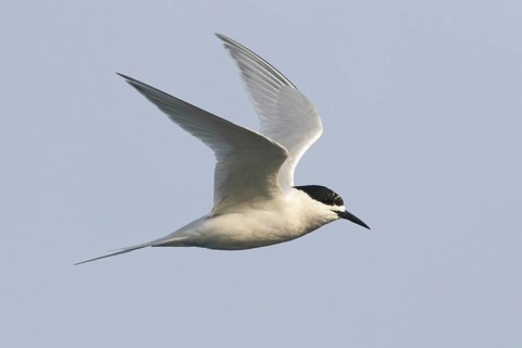 White-fronted Tern (Sterna striata) flying, South Australia, Australia