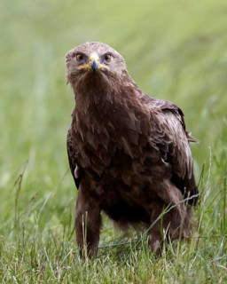 Lesser Spotted Eagle (Clanga pomarina) on grassland, Mecklenburg-Western Pomerania, Germany