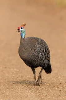 Helmparelhoen, Helmeted guineafowl, Numida meleagris