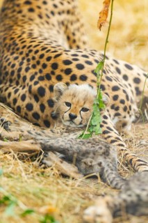 Cheetah (Acinonyx jubatus) youngster lying on a meadow, captive, occurrence Africa