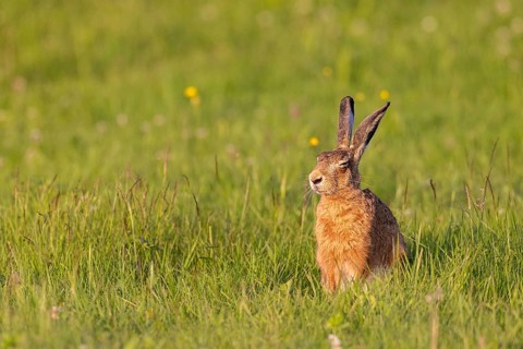 European hare (Lepus europaeus) sitting relaxed with closed eyes in the sun on a green meadow in