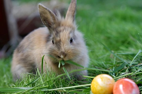 Domestic rabbit (Oryctolagus cuniculus), grass, Easter bunny, cute, colourful