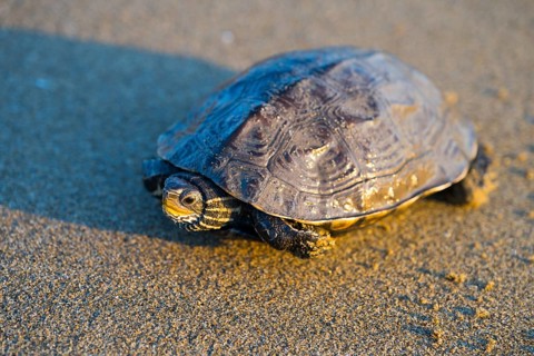 Turtle sitting on sandy surface with slight light reflection, Balkan pond turtle (Mauremys