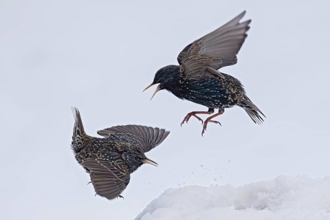 Starling (Sturnus vulgaris), close-up, two adult birds attacking each other in flight in an