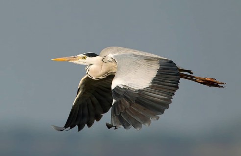 Grey Heron (Ardea cinerea) flying, Bueng Boraphet, Thailand