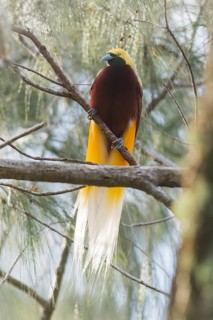 Lesser Bird-of-paradise (Paradisaea minor) perched on a branch in Papua New Guinea