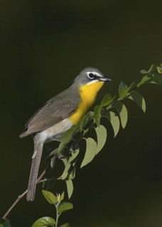 Yellow-breasted Chat (Icteria virens), Arizona, USA