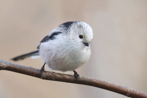 Long-tailed Tit (Aegithalos caudatus), Baden-Wuerttemberg, Germany
