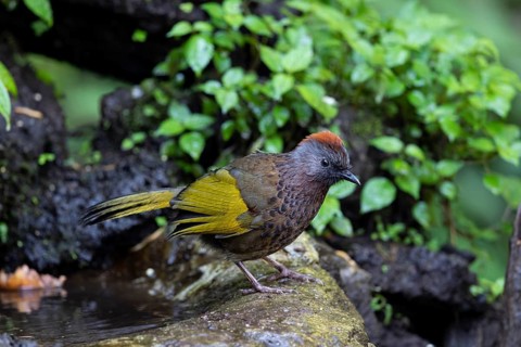 Assam Laughingthrush (Trochalopteron chrysopterum woodi), Yunnan, China