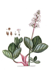 Menyanthes trifoliata, feverfew, bitter clover, digital reproduction of a historical original,