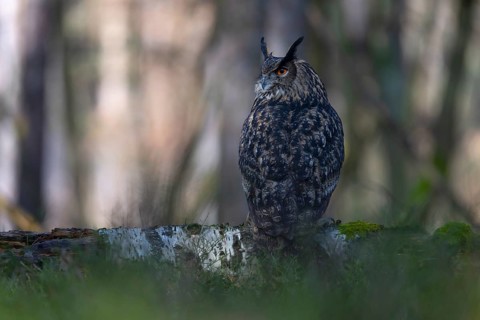 Eurasian Eagle-owl (Bubo bubo), Bitburg, Rhineland-Palatinate, Germany
