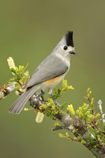Black-crested Titmouse (Baeolophus atricristatus), Texas, USA