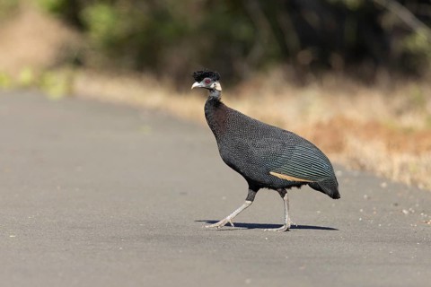 Crested Guineafowl (Guttera pucherani), South Africa