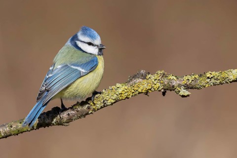 Eurasian Blue Tit (Cyanistes caeruleus), Lower Saxony, Germany
