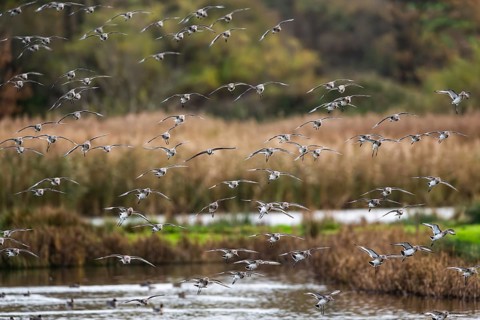 Black-tailed Godwits, Limosa limosa, birds in flight over marshes
