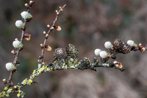 Larch blossoms (Larix decidua), Emsland, Lower Saxony, Germany