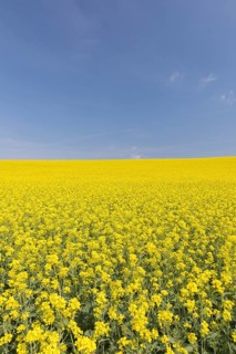 Field of blooming Rapeseed (Brassica napus) with blue sky