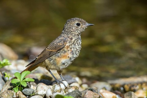 Common Redstart (Phoenicurus phoenicurus) young male at little stream,