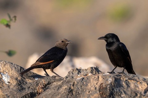 Tristramstar (Onychognathus tristramii), Oman