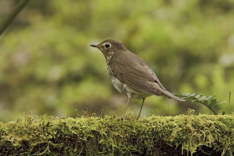 Swainson's Thrush (Catharus ustulatus), Ecuador