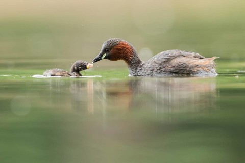 Little Grebe (Tachybaptus ruficollis) with chick, Hesse, Germany