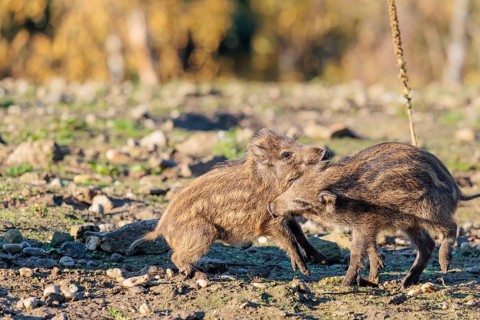 Two young wild boars (Sus scrofa) are fighting fiercely in the early morning light in a clearing.