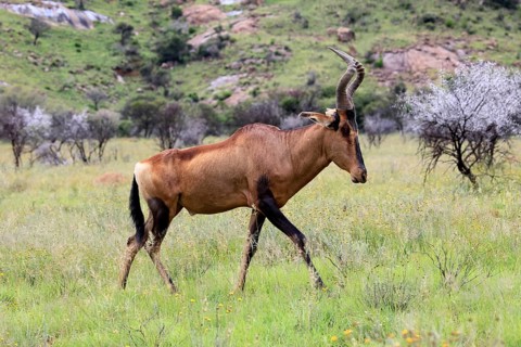 Red hartebeest (Alcelaphus buselaphus caama), Kaama, adult, foraging, running, Mountain Zebra