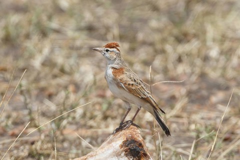 Red-capped Lark (Calandrella cinerea), Masai Mara, Kenya