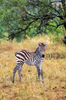 Steppe zebra (Equus quagga), young animal, Serengeti National Park, Tanzania