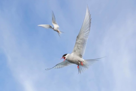 Arctic Tern (Sterna paradisaea) flying, Iceland