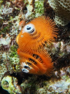 Orange spiral worms, Indo-Pacific Christmas tree worm (Spirobranchus corniculatus), on a coral