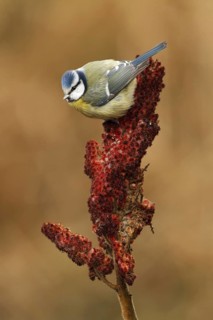 Eurasian Blue Tit (Cyanistes caeruleus), Utrecht, Netherlands