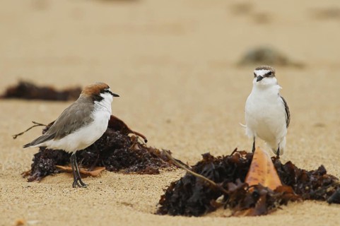 Red-capped Plover (Charadrius ruficapillus), Queensland, Australia