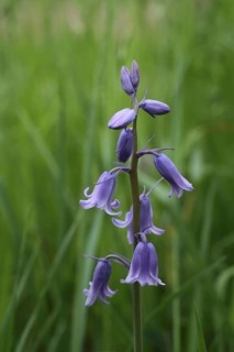Common bluebell (Hyacinthoides non-scripta), Bad Schönborn, Baden-Württemberg, Germany